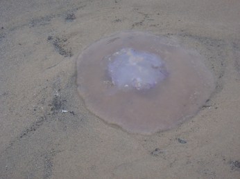 Purple Jelly by CM Parsons