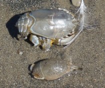 Sand crabs by CM Parsons