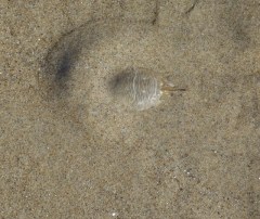 Sand crab by CM Parsons