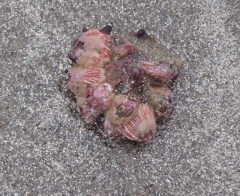 Snail Cluster by CM Parsons