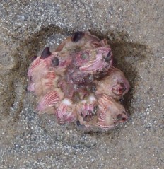 Snail Cluster2 by CM Parsons