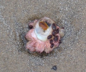 Snail Cluster3 by CM Parsons