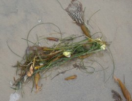 SeaFlowers1 by CM Parsons