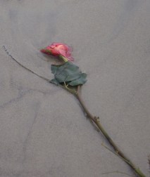 SeaFlowers10 by CM Parsons