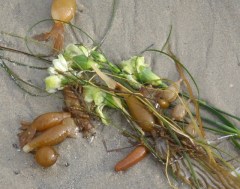 SeaFlowers11 by CM Parsons