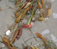 SeaFlowers2 by CM Parsons