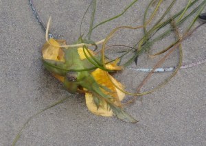 SeaFlowers7 by CM Parsons