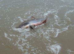 Beached Thresher Shark3 by CM Parsons