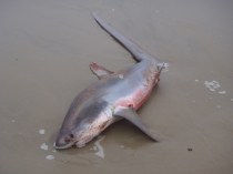Beached Thresher Shark2 by CM Parsons