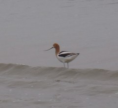 Avocet