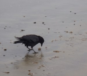 Crow acting like shorebird