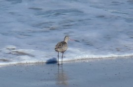 Godwit