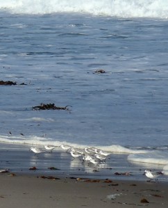 Sanderlings