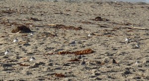 Endangered snowy plovers