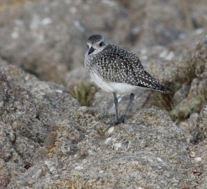 Juvenile black-bellied plover
