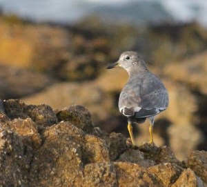 Surfbird