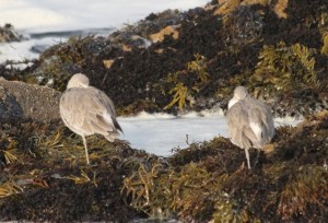 Willets