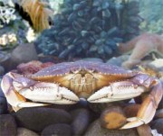 Dungeness crab Courtesy NOAA Marine Sanctuaries