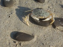 Dungie on Beach by CM Parsons