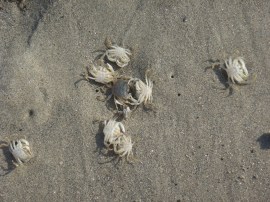 Dungeness crab5 by CM Parsons