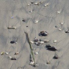 Dungeness crab7 by CM Parsons