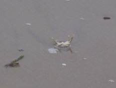 Dungeness crab2 by CM Parsons