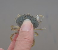 Dungeness crab1 by CM Parsons