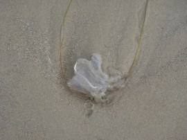 JellyfishCup1 by CM Parsons