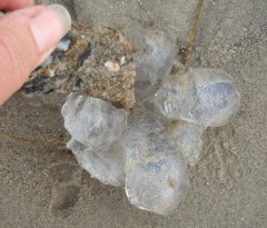 JellyfishCup2 by CM Parsons