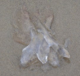 JellyCup5 by CM Parsons