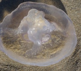 Moon Jelly Mouth by CMAParsons