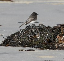 Black Phoebe on Kelp by CM Parsons