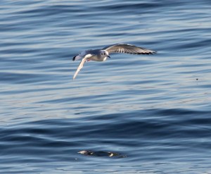 Bonaparte's Gull at Beach by CM Parsons
