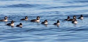 Female buffleheads by CM Parsons