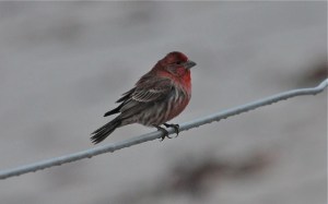 Holiday Finch by CMAParsons