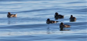 Greater Scaup Group by CM Parsons