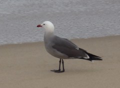 Adult Heermann's Gull by CM Parsons