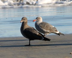 Juvenile Heermann's Gulls by CM Parsons