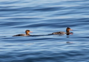 Red-breasted Mergansers2 by CM Parsons