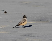 Say's Phoebe by CM Parsons