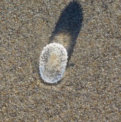 Sea Butterfly Pseudoconch1 by CM Parsons