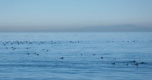 Winter Ducks by CM Parsons