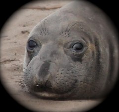 ElephantSealF1 by CMaParsons