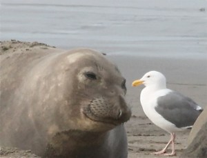 ElephantSealF2 by CMaParsons