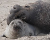 ElephantSealF3 by CMaParsons