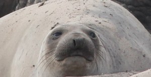 ElephantSealF4 by CMaParsons