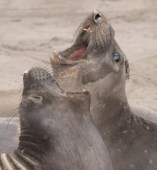 ElephantSealF6 by CMaParsons