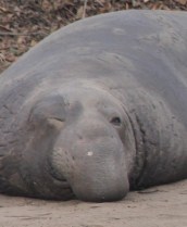 ElephantSealM3 by CMaParsons