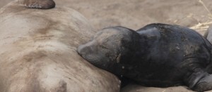 ElephantSealM&P1 by CMaParsons