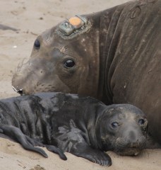 ElephantSealM&P2 by CMaParsons